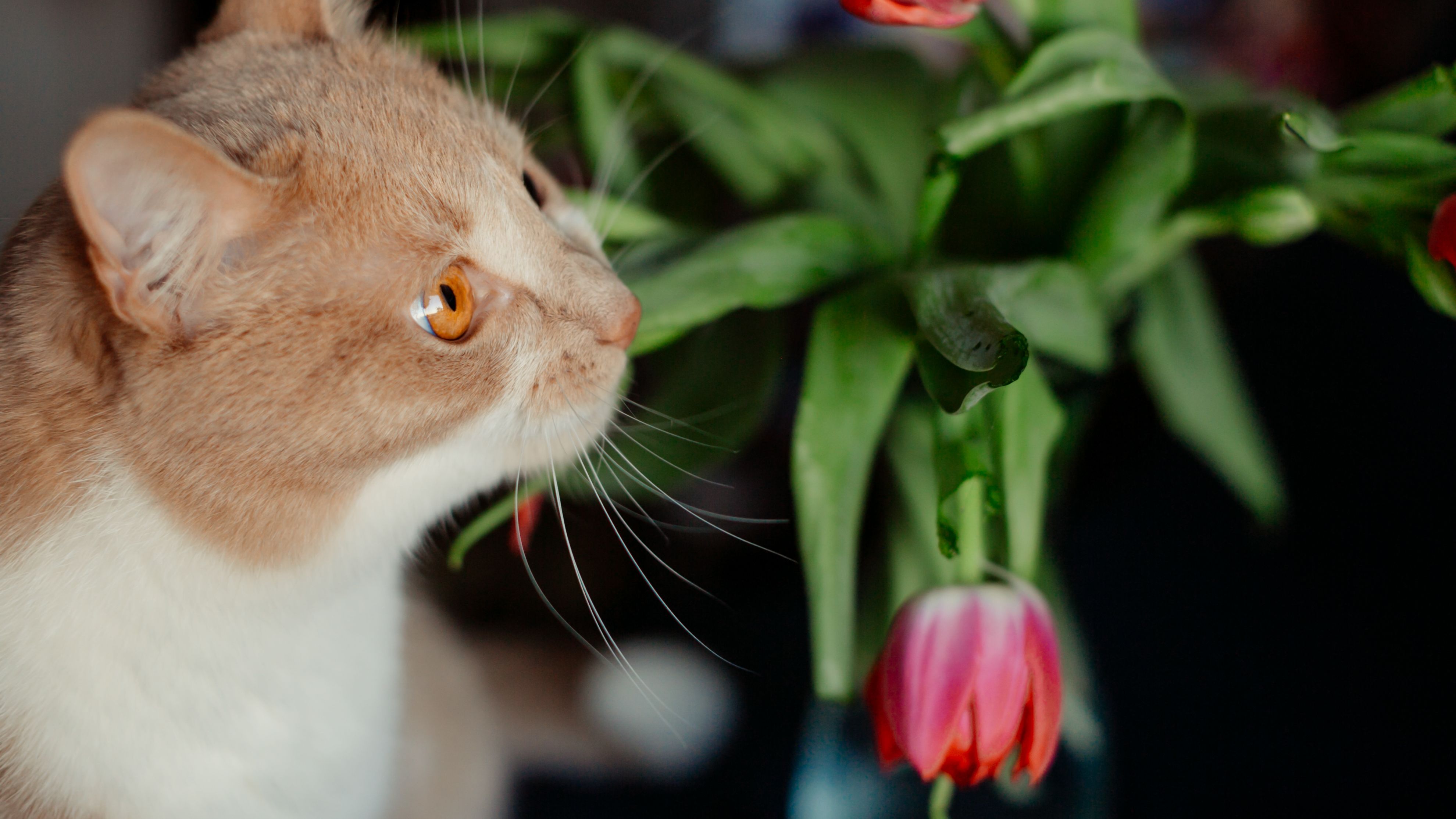Gato