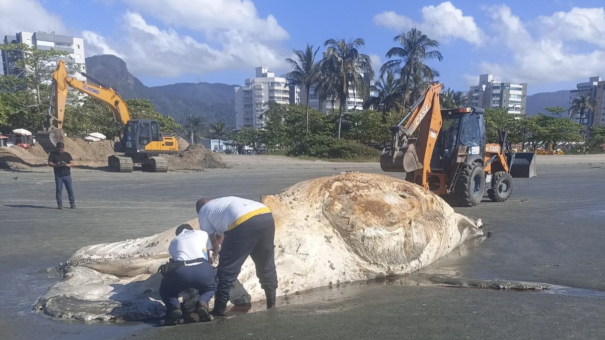 Animal foi enterrado no local de encalhe | Reprodução/Redes Sociais