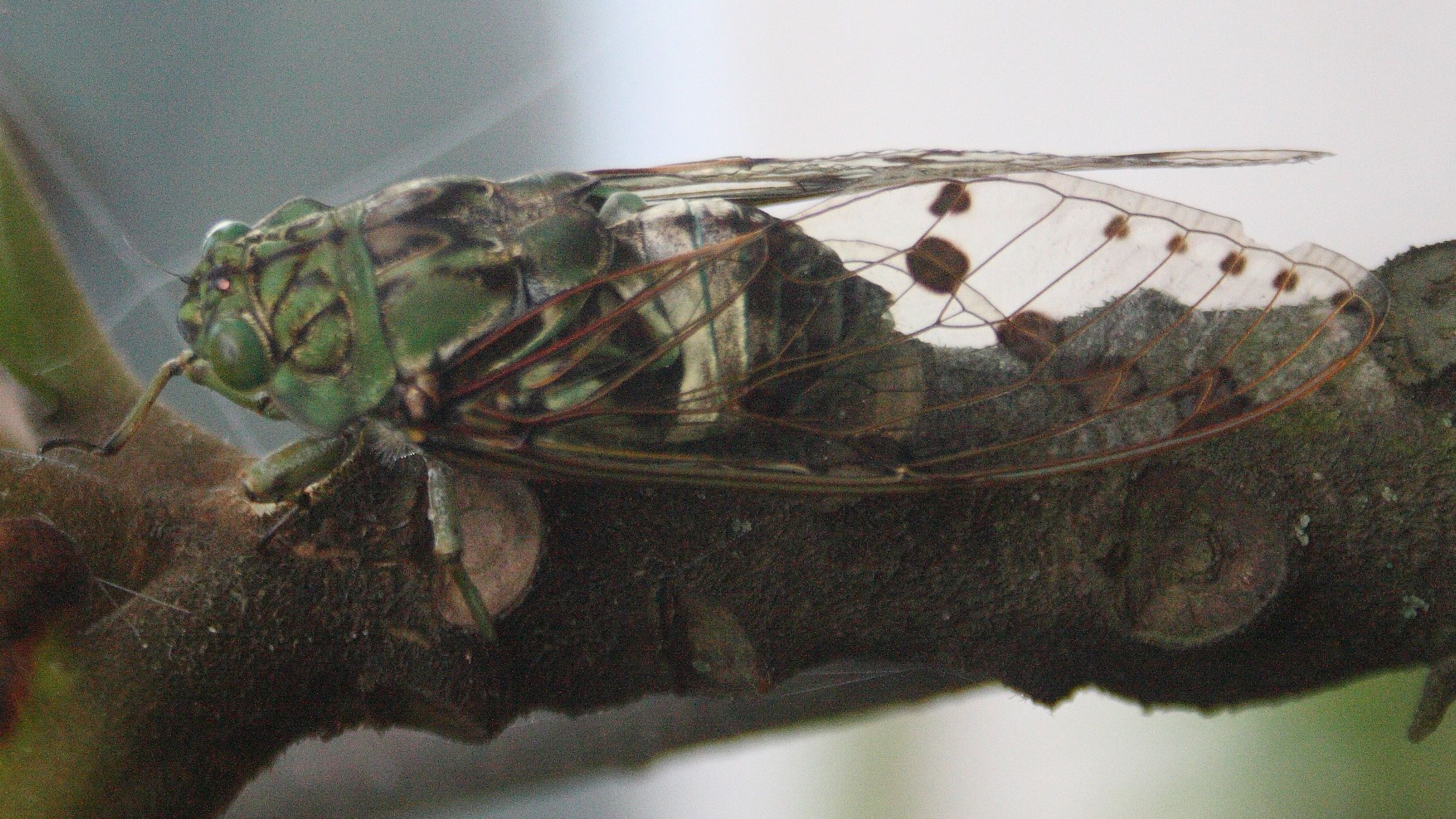 cigarra família Cicadidae
