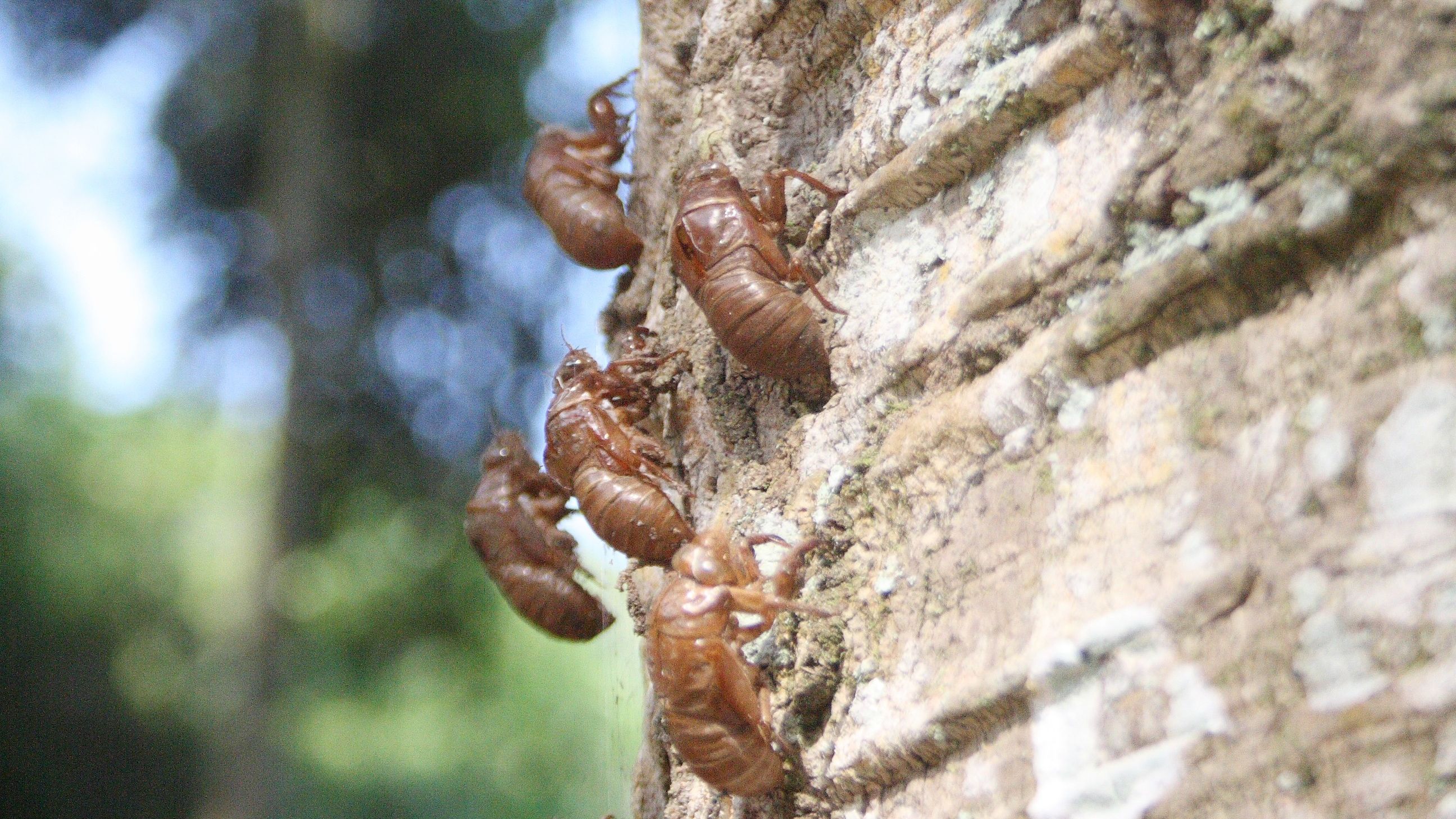 cigarras mortas