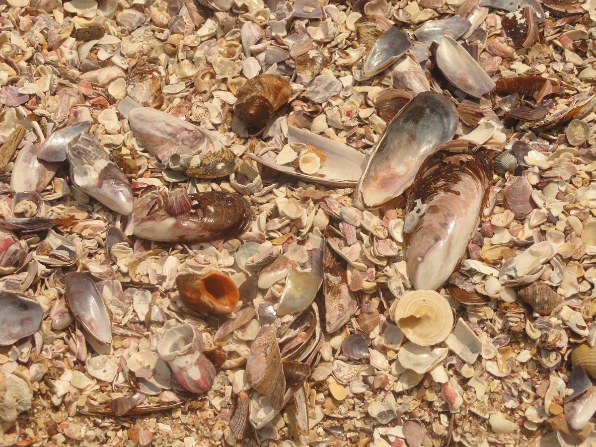 Praia das Conchas tem mar calmo, piscinas naturais faixa de areia repleta de conchas - Reprodução / Prefeitura de Ubatuba