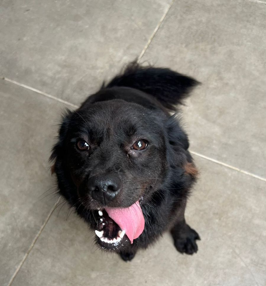 O cão Pirulito chegou ao abrigo ferido e com o peso da rejeição após sobrar em uma ninhada. Com a saúde recuperada, o animal de porte médio exibe energia de sobra para brincar e correr. Ele possui perfil territorialista e convive melhor em lares apenas com cadelas fêmeas | Foto: Divulgação