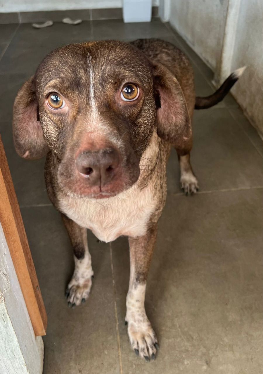 O cão Thor acumula um histórico de perdas desde 2021. Ele enfrentou o abandono nas ruas, a perda de um lar temporário e a devolução após um processo de adoção. A sucessão de rejeições moldou um animal fechado, que exige tutores pacientes para resgatar sua confiança e docilidade | Foto: Divulgação