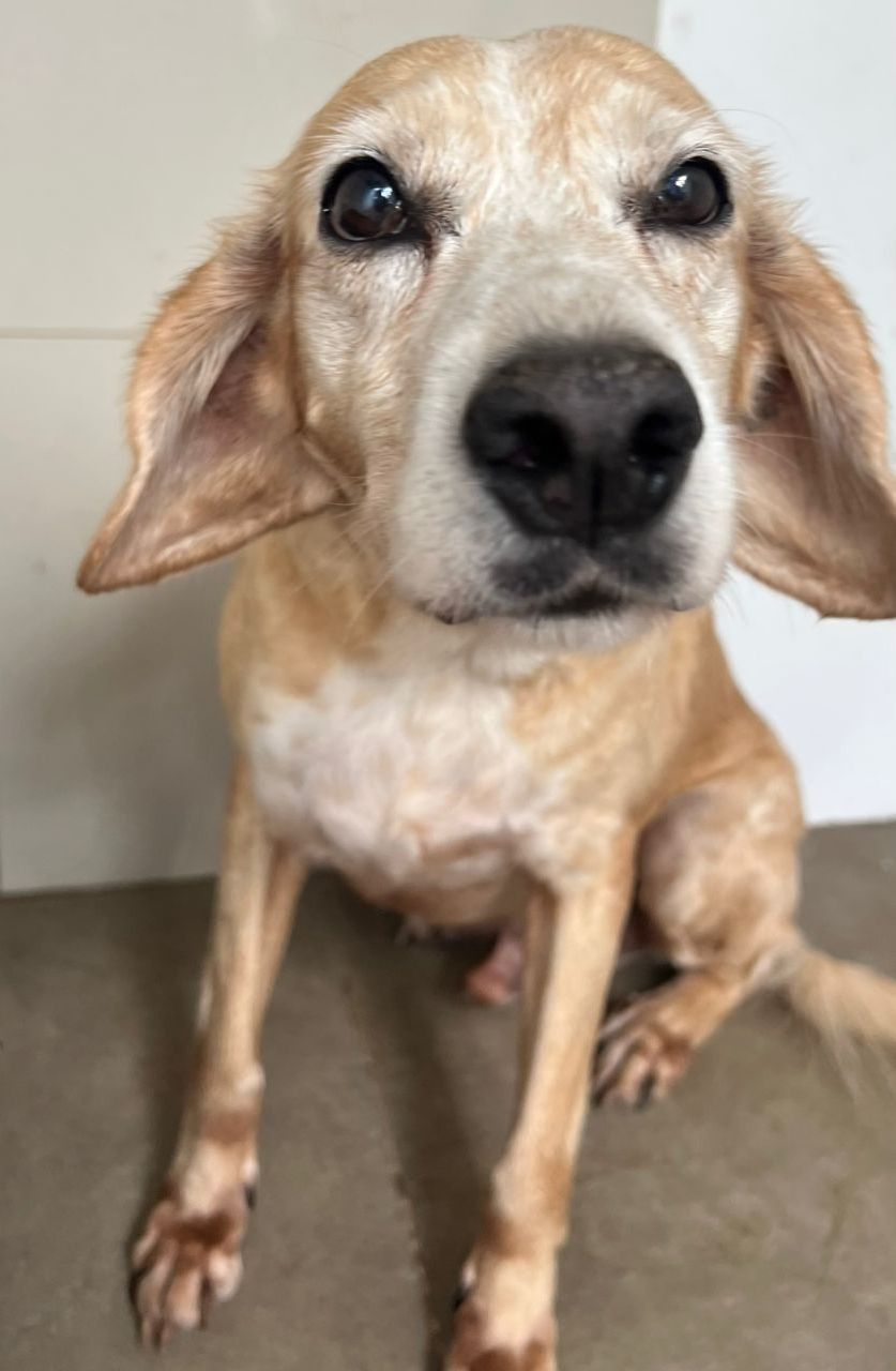 Amarrado a um poste quando ainda era filhote, Lupy inspirou a criação da própria entidade de proteção animal. Hoje com sete anos, ele carrega as marcas do abandono por meio de um comportamento quieto e tímido. O cão busca tutores dispostos a oferecer paciência e um ambiente tranquilo. | Foto: Divulgação