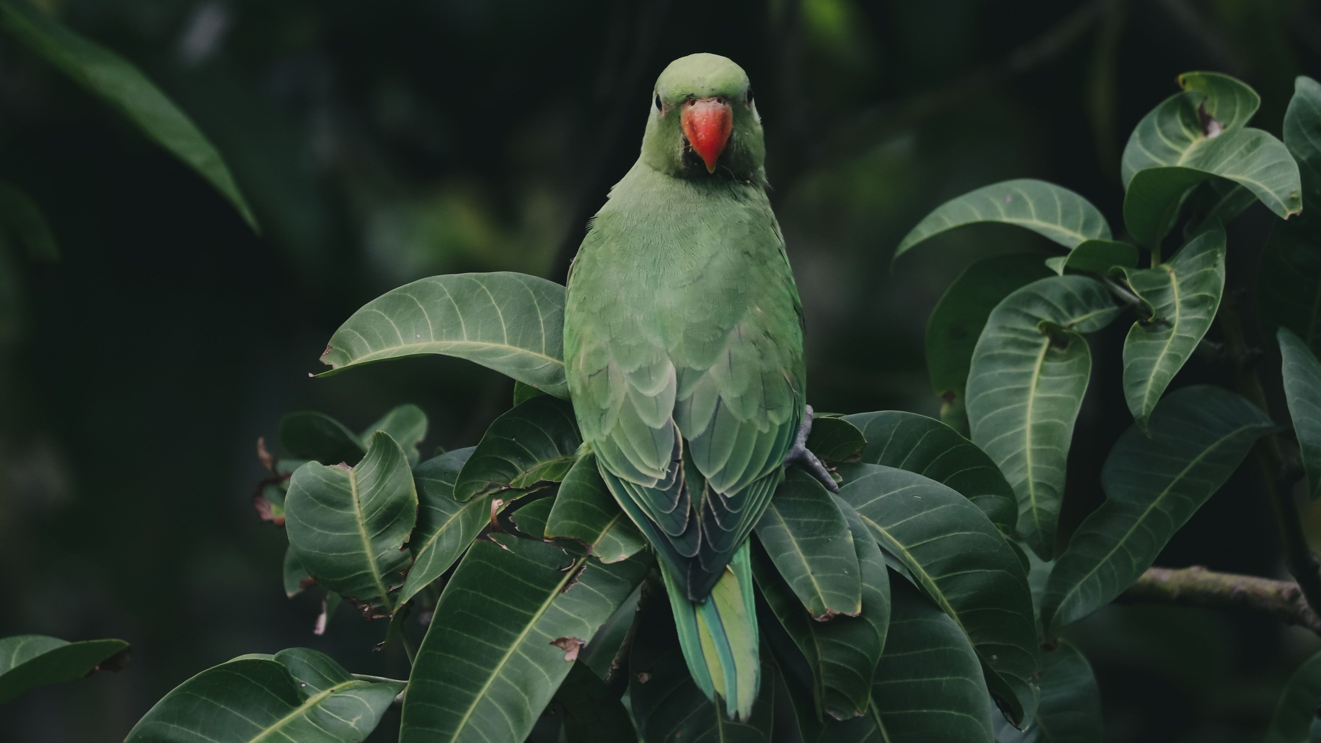 Ave ringneck
