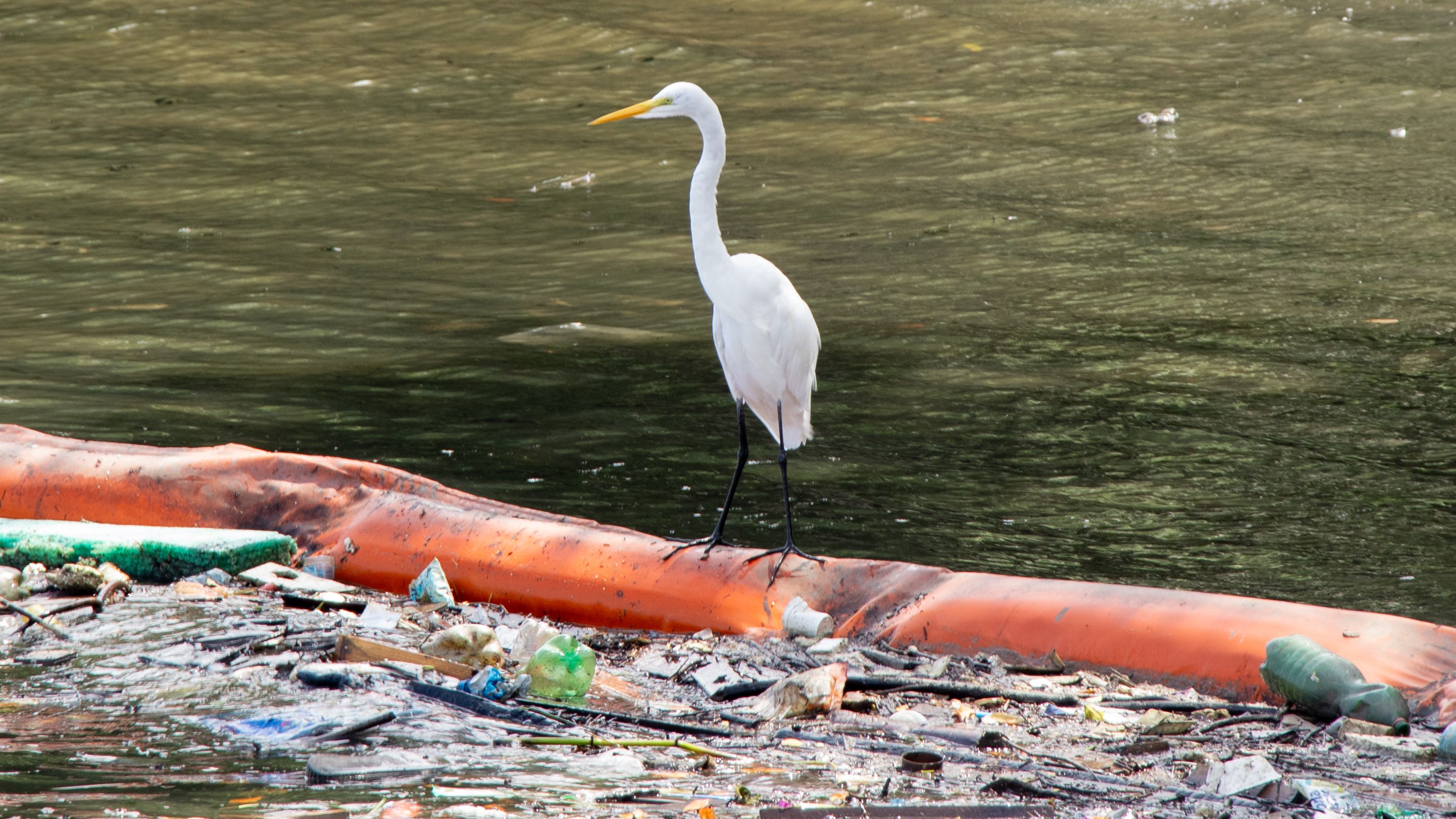 Garça-branca-grande, no Rio Casqueiro, em Cubatãoassy