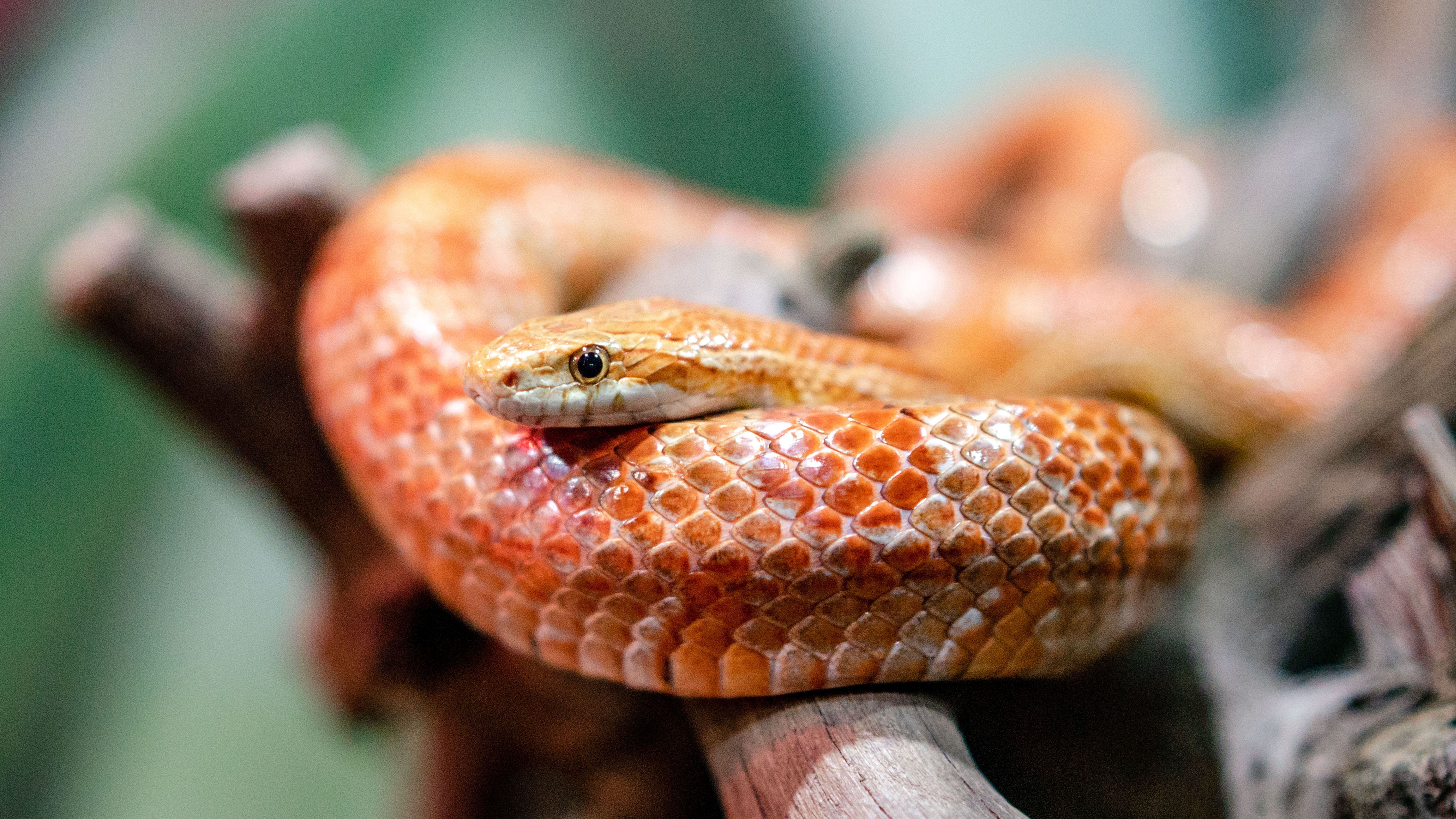cobra