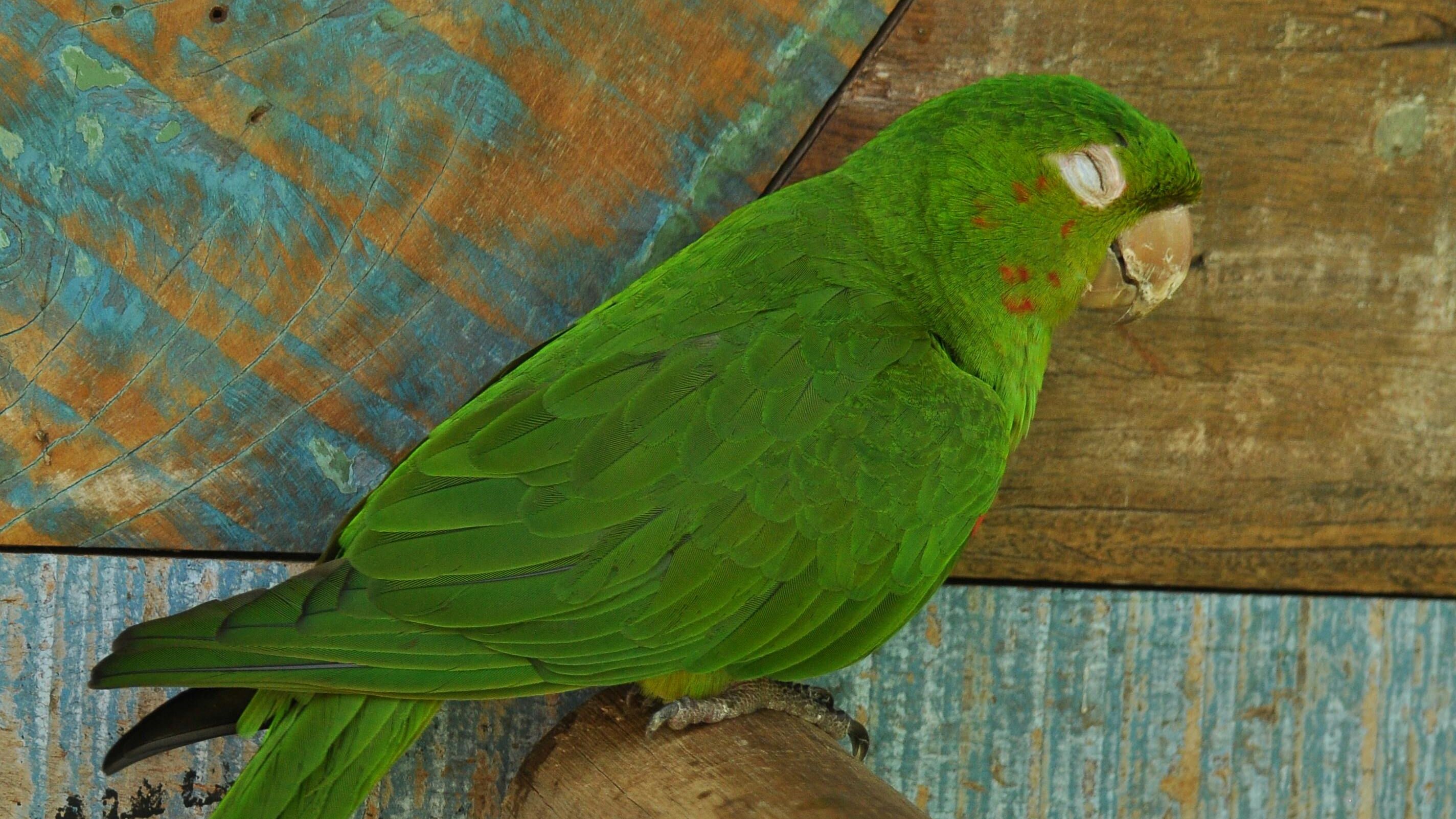 papagaio