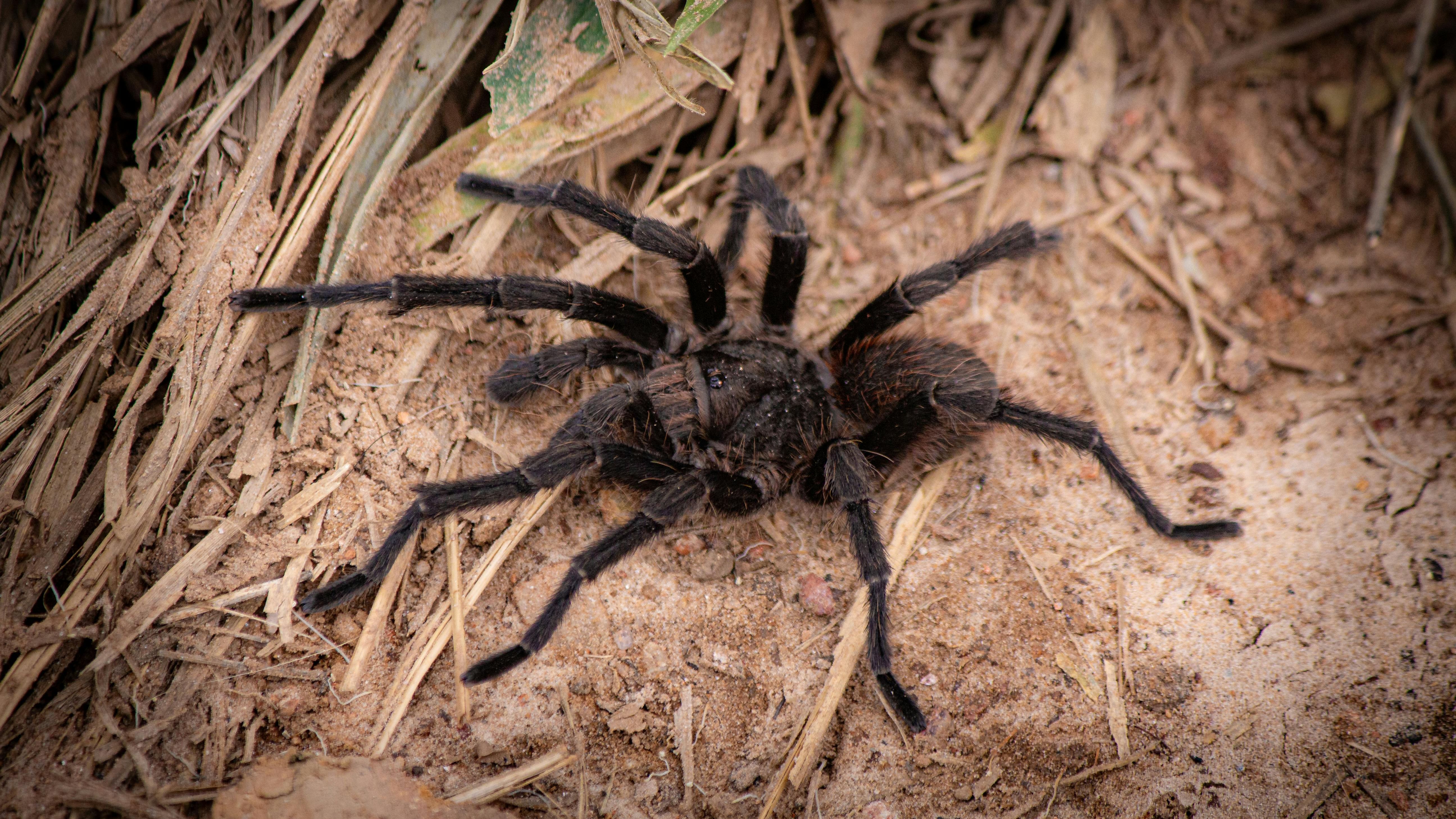 aranha
