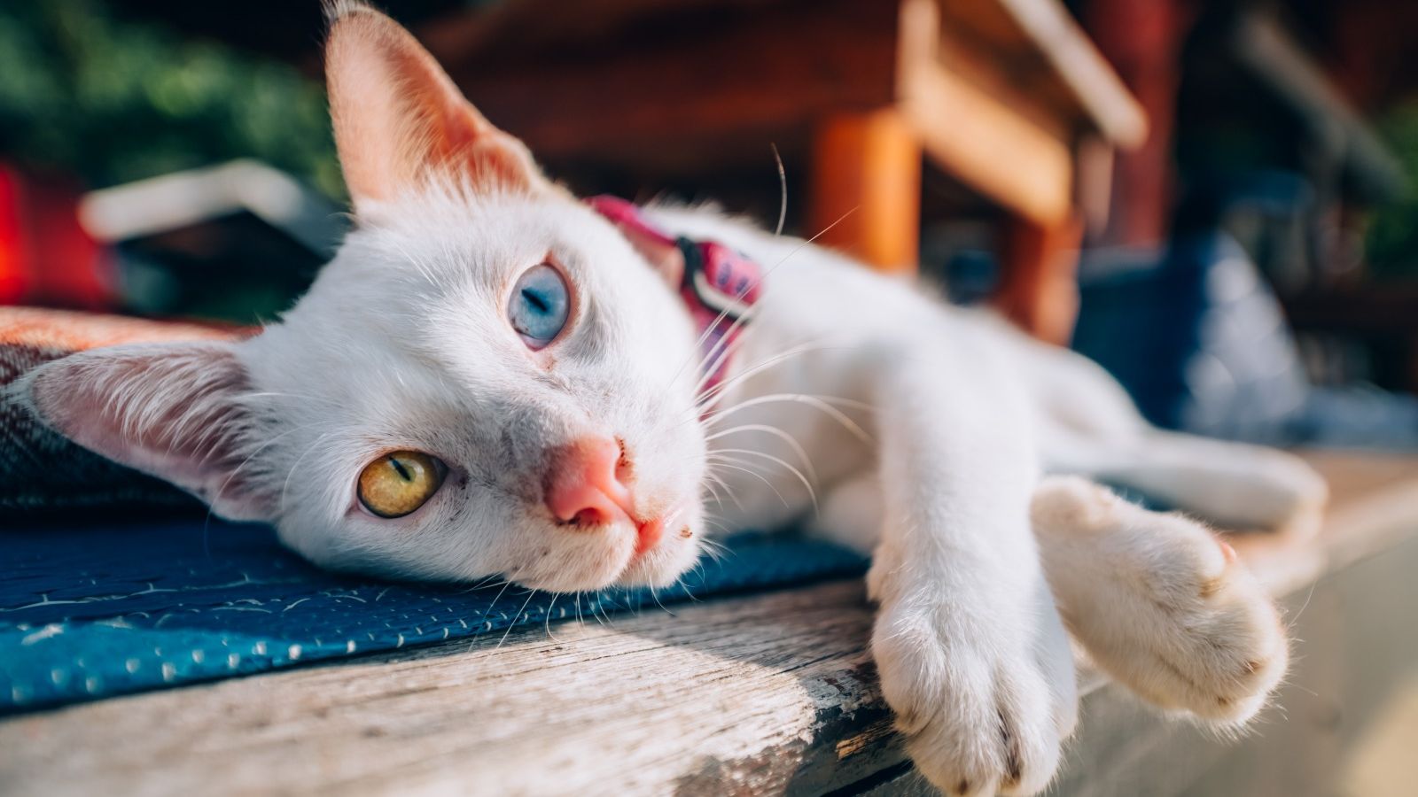 Com ambiente seguro e estímulos adequados, gatos surdos podem ter qualidade de vida e viver por muitos anos
