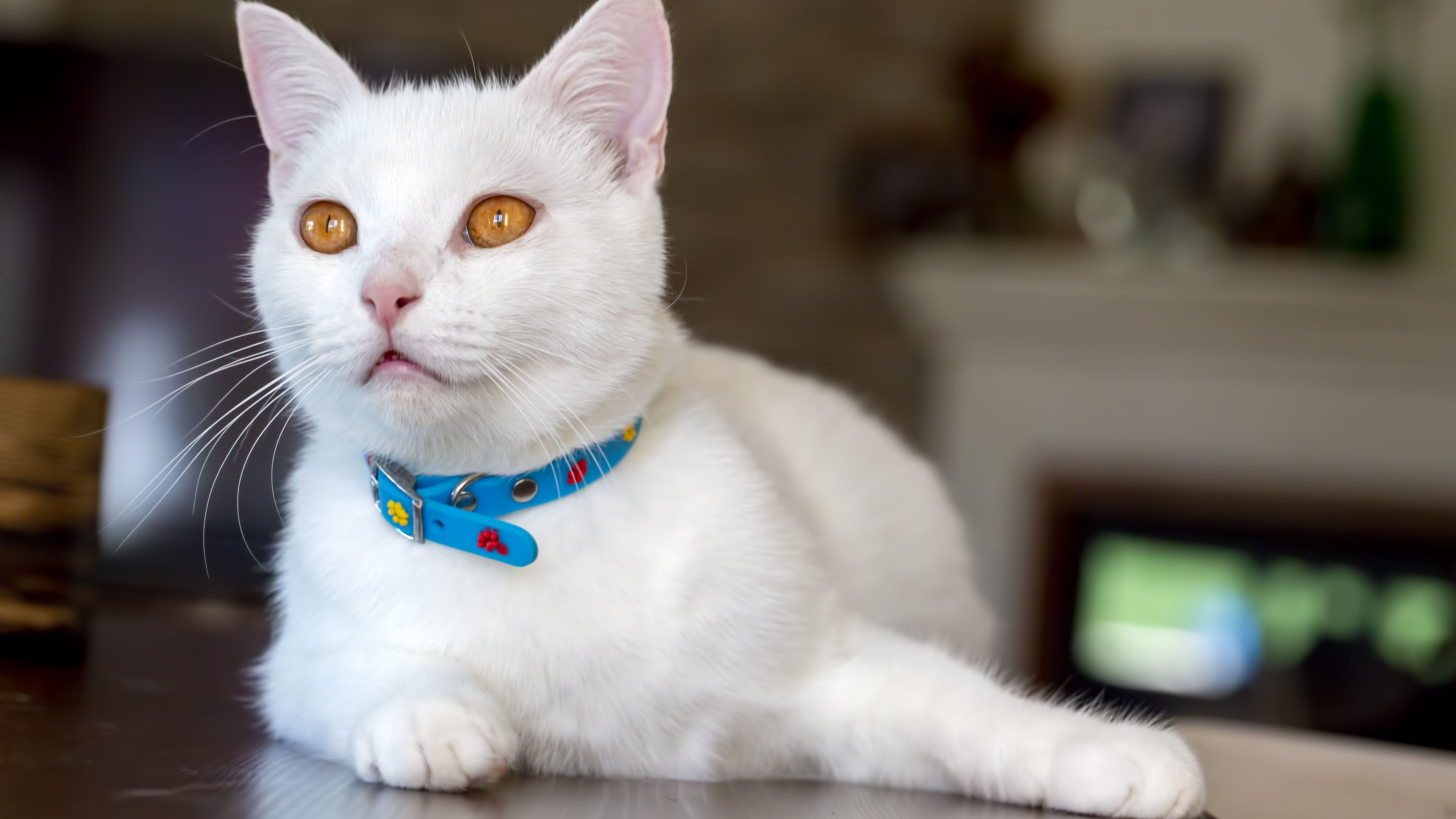 Gatos brancos sem olhos azuis também podem nascer surdos, mas a probabilidade é menor 