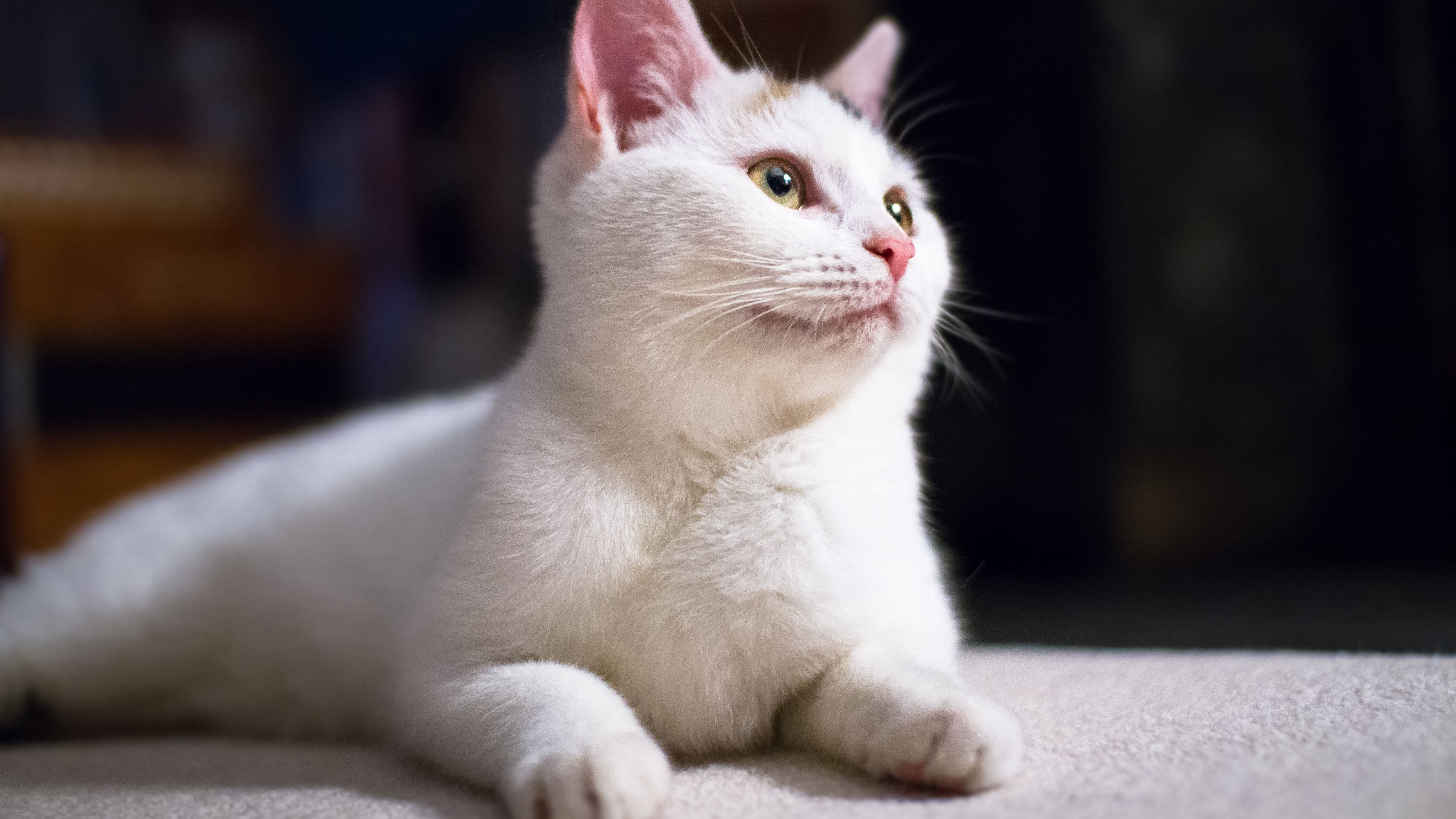A cor da pelagem, sozinha, não determina se um gato será surdo. Apenas um exame veterinário pode confirmar o diagnóstico
