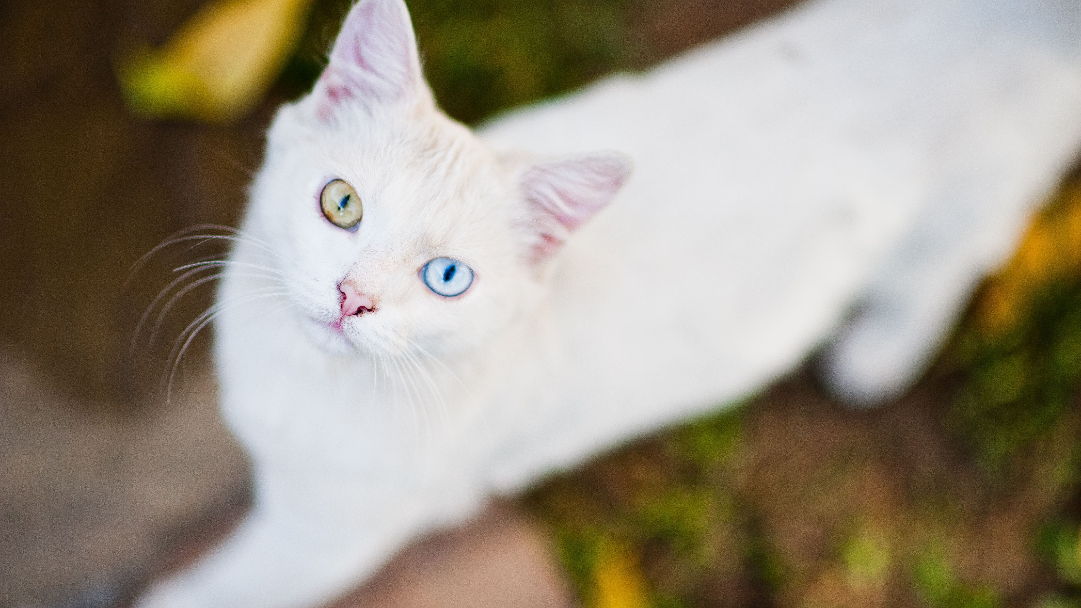Gatos com um olho azul e outro de outra cor podem apresentar surdez apenas no ouvido do lado do olho azul 