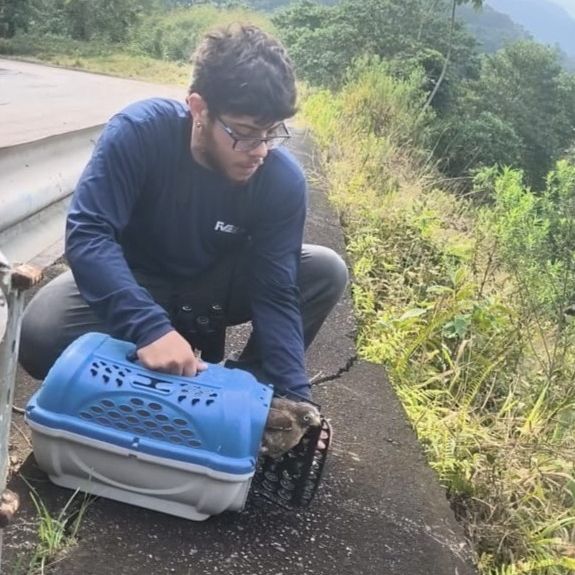 Gavião-carijó resgatado na rodovia dos Tamoios volta à natureza - Divulgação/Concessionária Tamoios