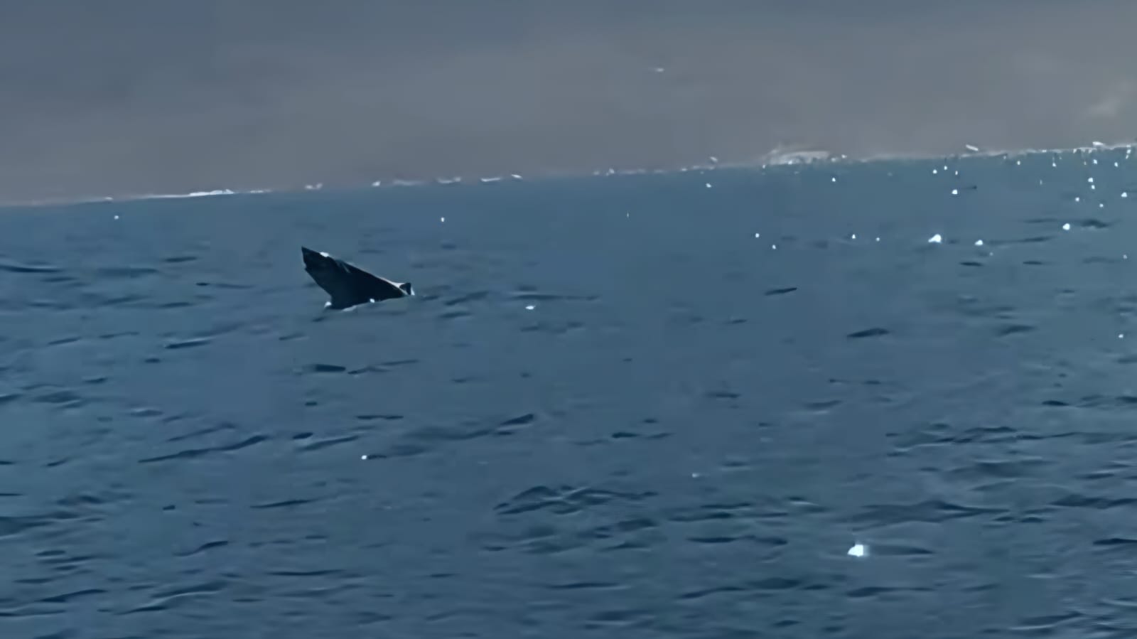 Tubarão-mangona é conhecido pelo comportamento calmo - Reprodução Instagram/@conhecendo_ilhabela