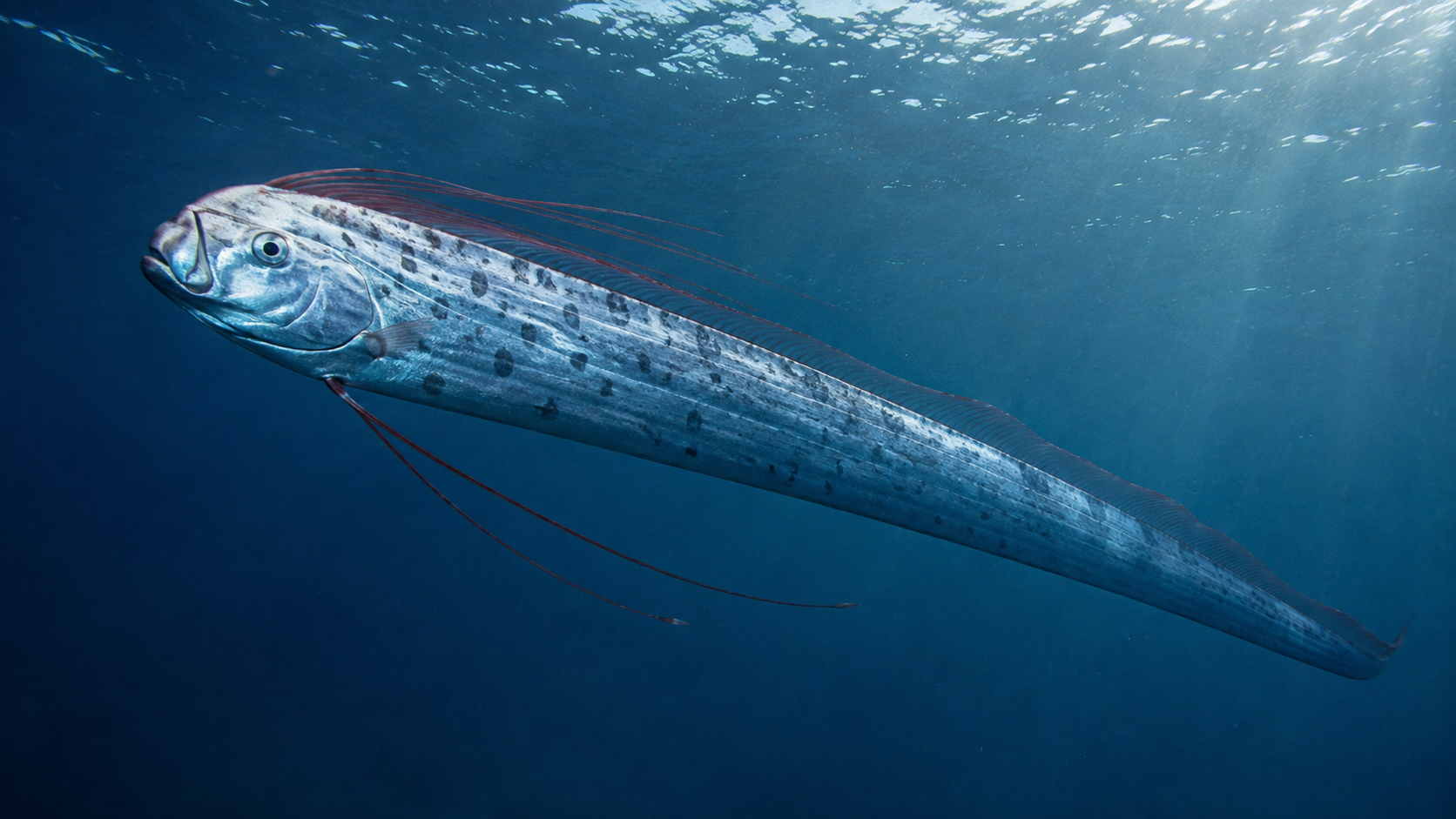 Peixe-remo em águas profundas do mar