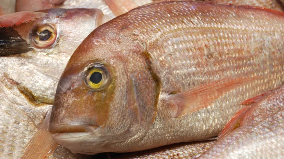 Peixe Pargo (Lutjanus purpureus)