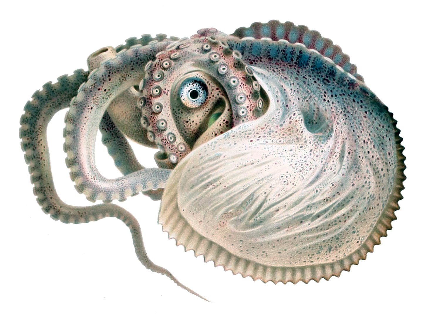Ilustração científica de um polvo-argonauta com corpo acinzentado, tentáculos enrolados e estrutura branca semelhante a uma concha