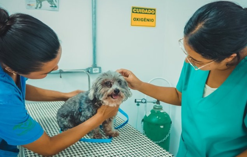 imagem de atendimento a pet